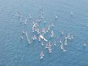 regata luglio (22)